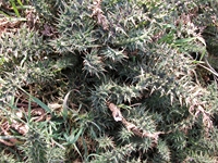 anobello-01042012 096